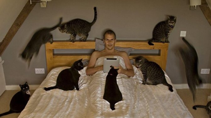 You meet a person with multiple 🐈 cats, is this a warning sign?