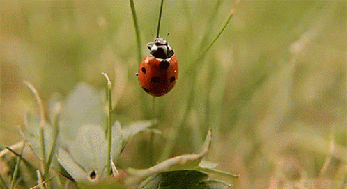 Are you scared of bugs?