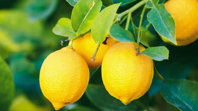 What would you do when life gives you lemons?