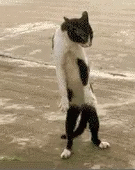 Can 🎵 you 🎵 dance?
