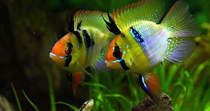 If you were a fish what would you be?