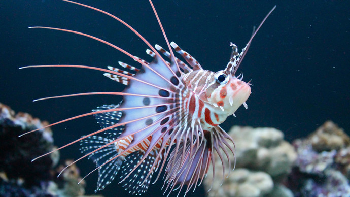 If you were a fish what would you be?