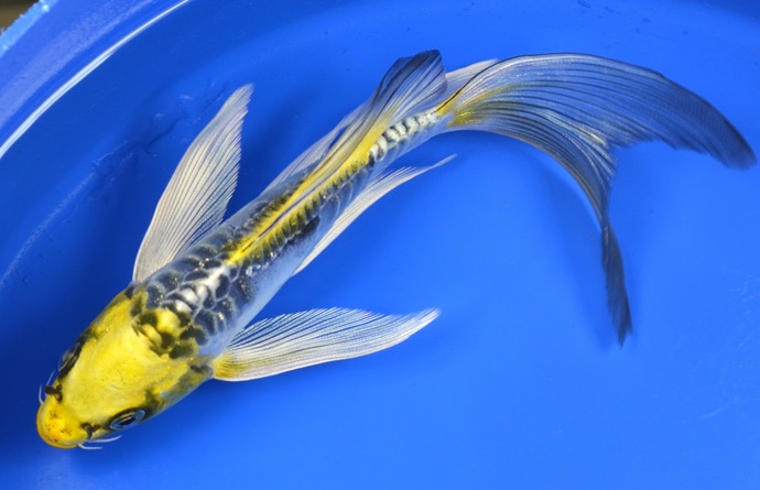 If you were a fish what would you be?
