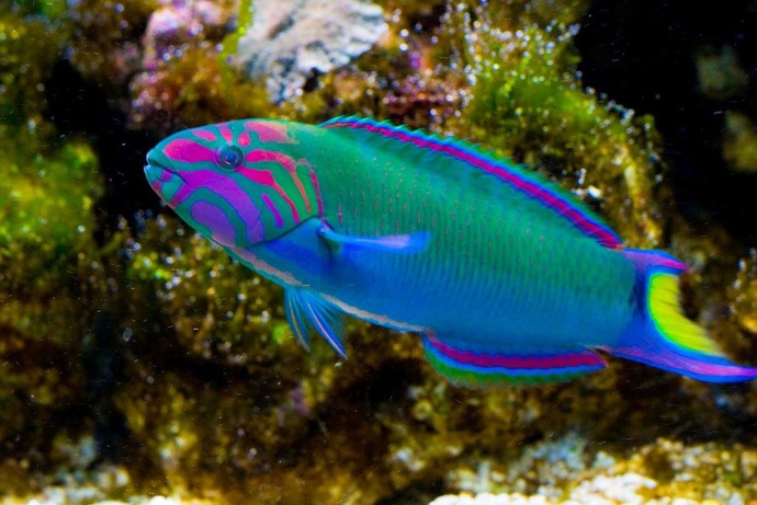 If you were a fish what would you be?