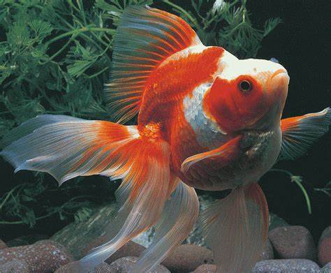 If you were a fish what would you be?
