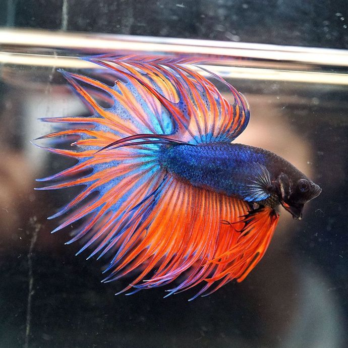 If you were a fish what would you be?