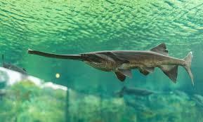 A paddlefish, look at that handsome snout.
