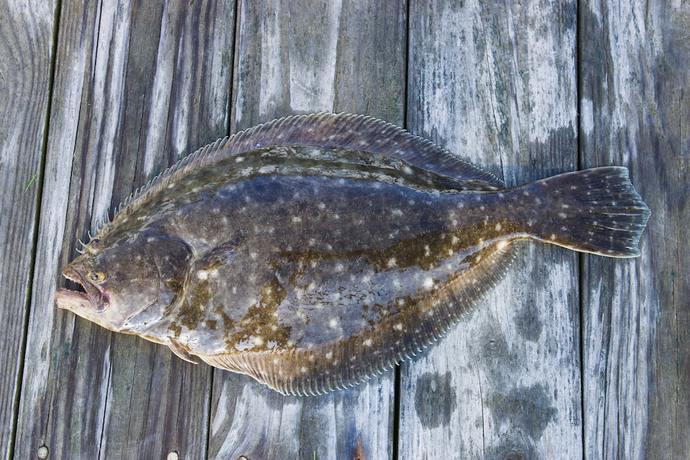 Fan Mail From Some Flounder?