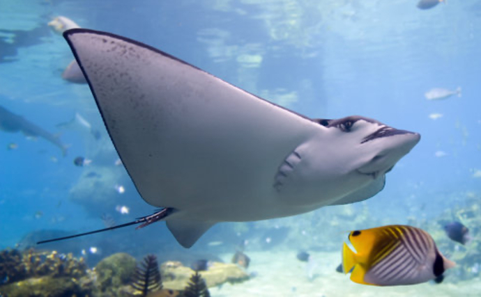 If you were a fish what would you be?