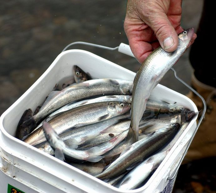 If you gotta pick one, which one you picking?