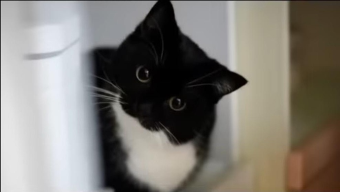 Do you think this cat is cute?