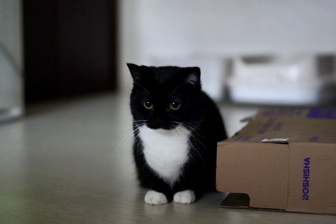 Do you think this cat is cute?
