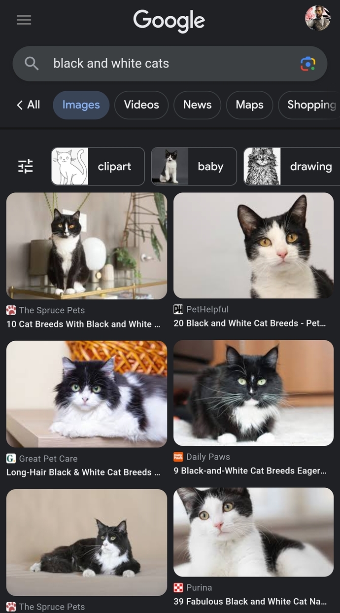 Do you think this cat is cute?