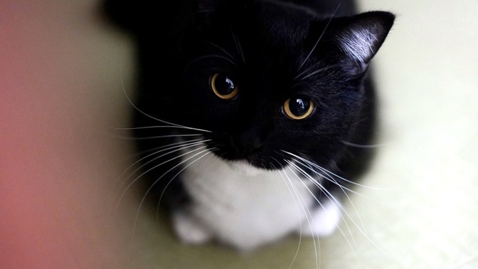 Do you think this cat is cute?