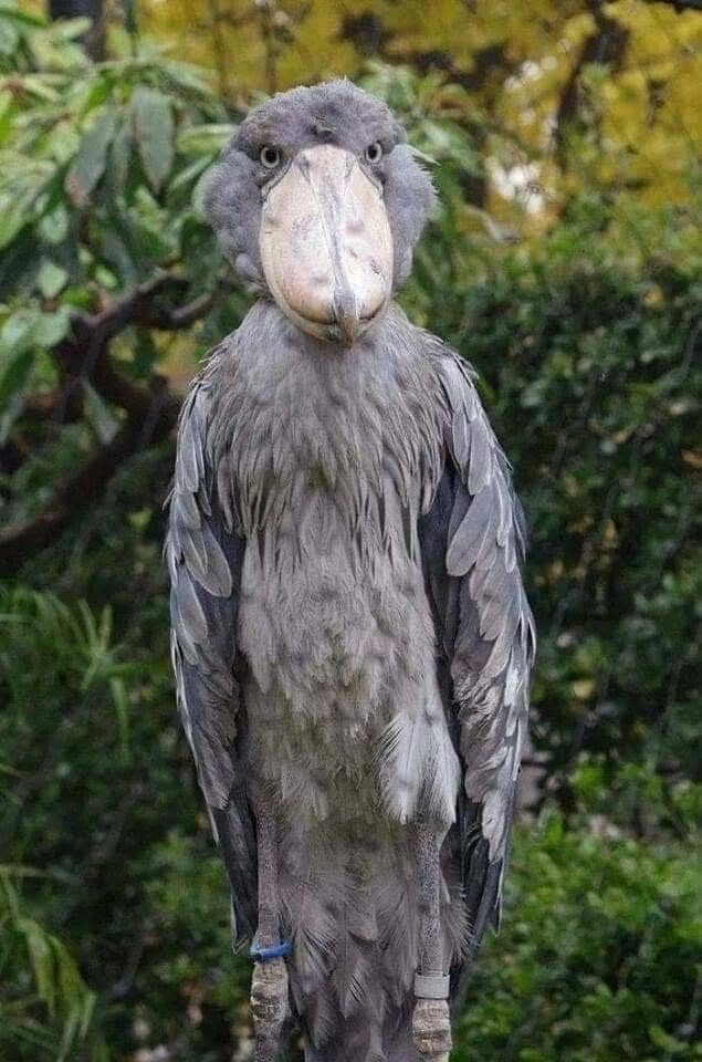 What are your favorite birds?