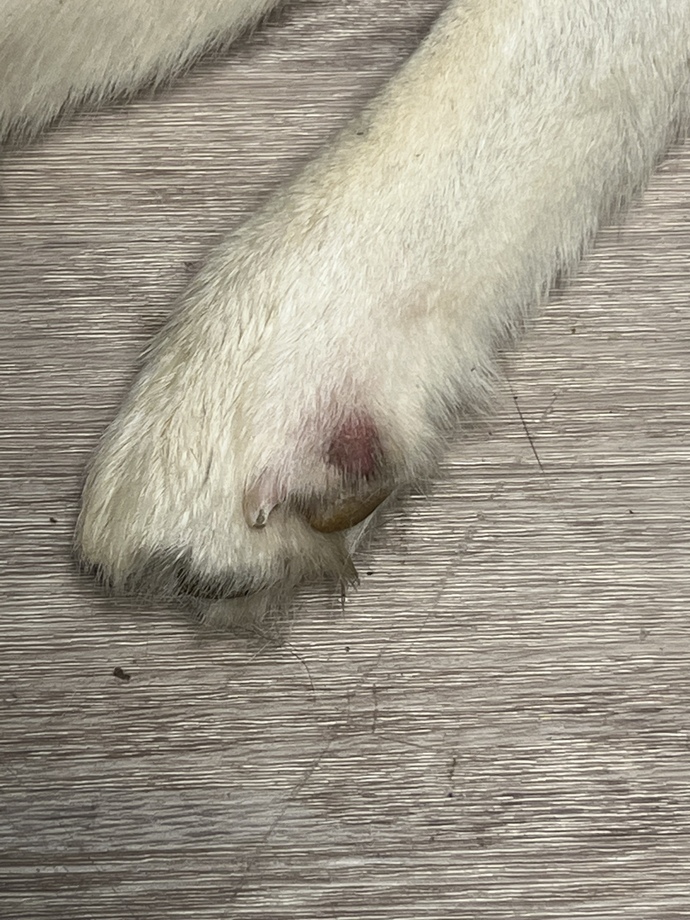Have you seen this before on a dogs paw?