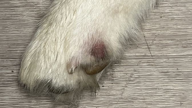 Have you seen this before on a dogs paw?