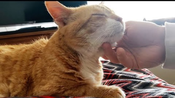 Cat owners, how loud does your cat tend to purr?
