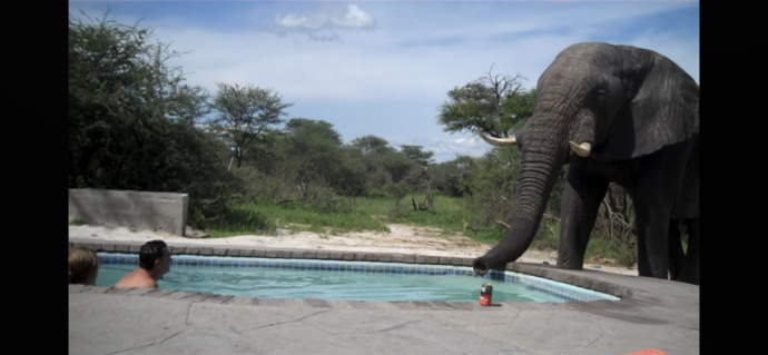 What would YOU do if you’re just chilling in a pool and an elephant just casually comes and starts drinking from it?