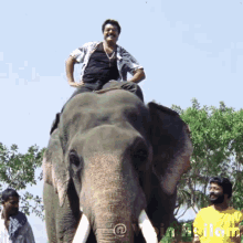 What would YOU do if you’re just chilling in a pool and an elephant just casually comes and starts drinking from it?