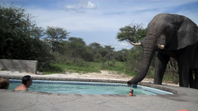 What would YOU do if you’re just chilling in a pool and an elephant just casually comes and starts drinking from it?