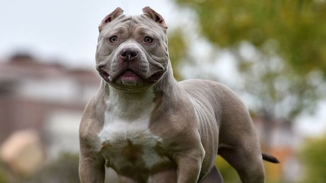 What's your opinion on the UK banning the American XL bully breed by the end of next year?