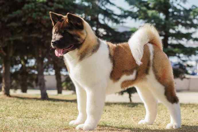 Is the American Akita dog banned in some states in the USA?