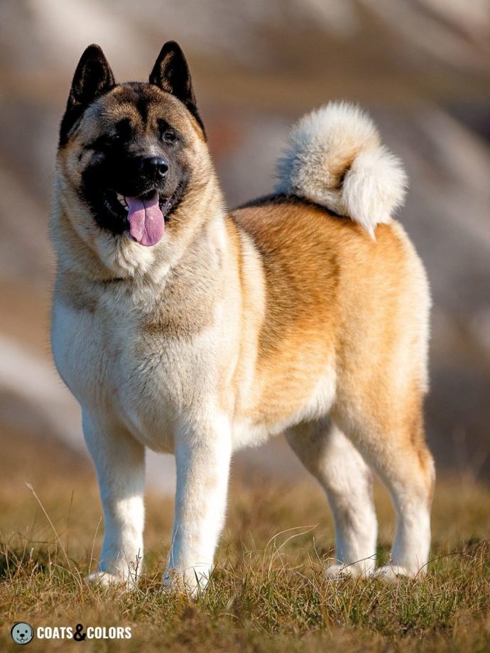 Is the American Akita dog banned in some states in the USA?