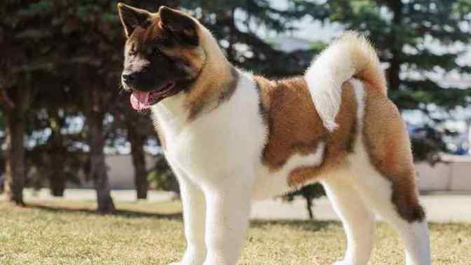 Is the American Akita dog banned in some states in the USA?