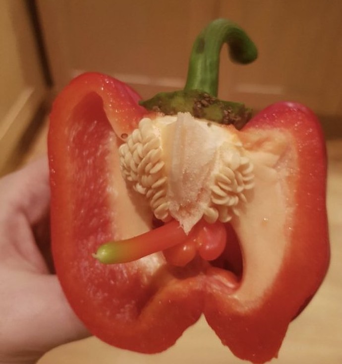 Do you like bell pepper in your food?