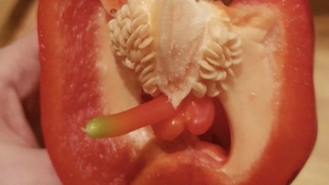 Do you like bell pepper in your food?