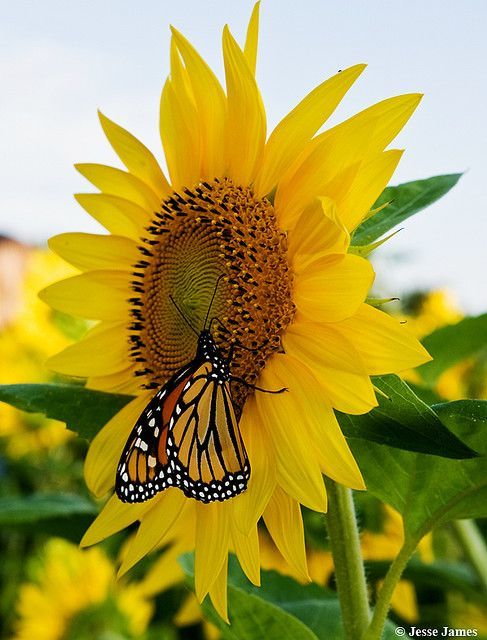 If you were an insect, what would you be?