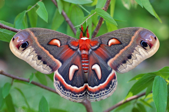 If you were an insect, what would you be?