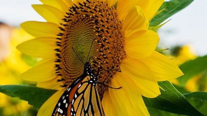 If you were an insect, what would you be?