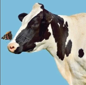 Cows or Horses?