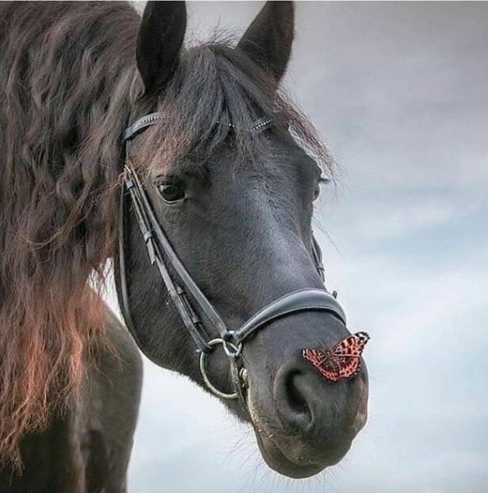 Cows or Horses?