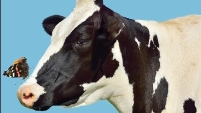 Cows or Horses?