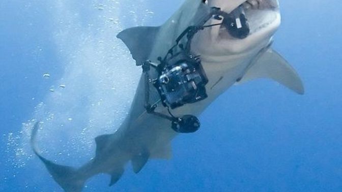 Do you think in the future humans will have pet sharks in the ocean?