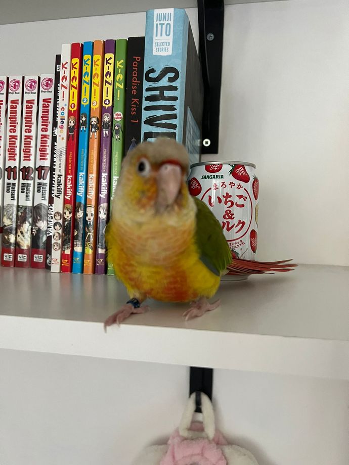 Does anyone else have a pet bird?