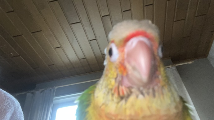 Does anyone else have a pet bird?