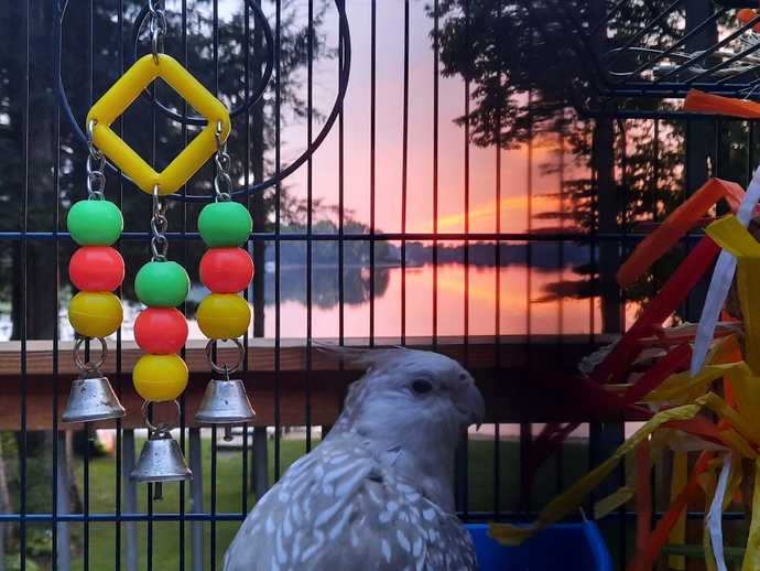 Does anyone else have a pet bird?