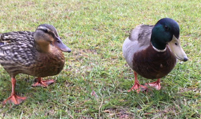 This is Jagger & Mick