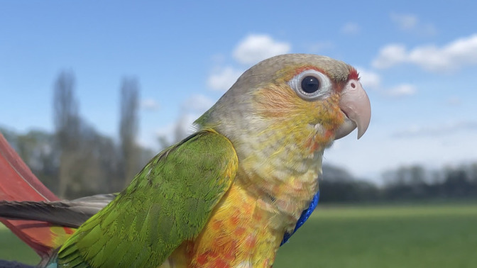 Does anyone else have a pet bird?