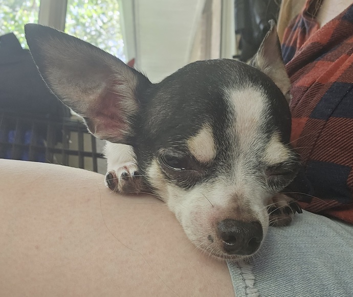 Have you ever brought a stray dog or cat home to be a pet? and how was that?