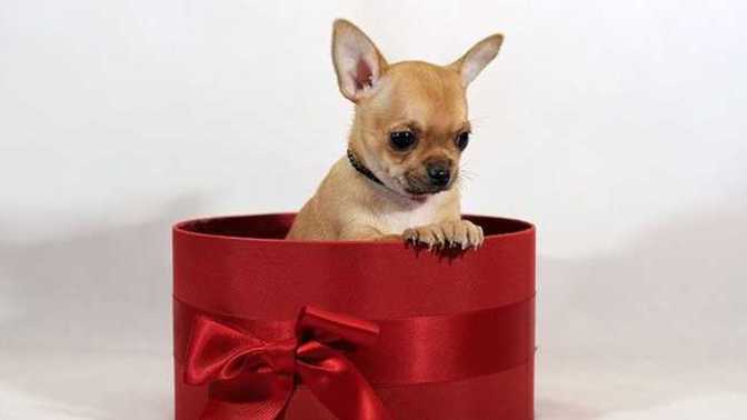 How would you feel if your best friend gave you a live animal for your birthday?