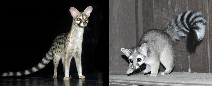 Who can solve this evolutionary biology riddle?