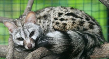 Who can solve this evolutionary biology riddle?