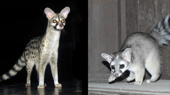 Who can solve this evolutionary biology riddle?