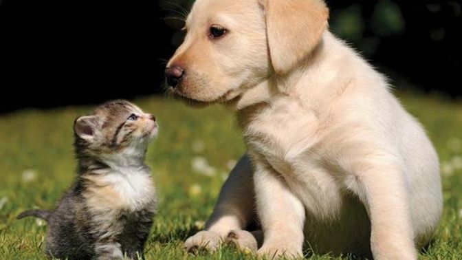 Which one do you hate more dogs or cats?