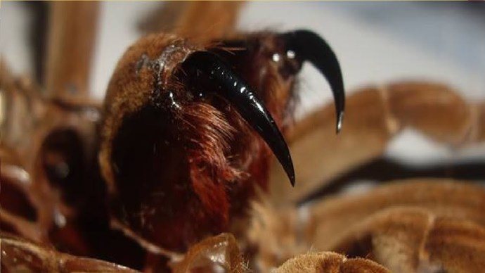 Are you afraid of spiders?
